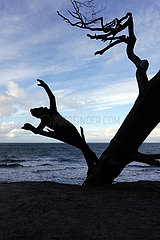 Ustka  Polen  Silhouette: Frau liegt am Strand auf dem Ast eines Baumes
