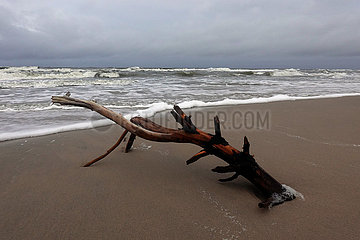Ustka  Polen  Teil eines Baumstammes am Strand der stuermischen Ostsee