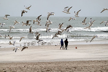 Ustka  Polen  Moewen fliegen ueber den Strand der stuermischen Ostsee