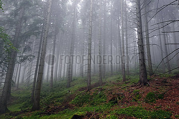Przesieka  Polen  Nadelwald im Herbst bei Nebel