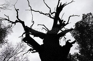Dranse  Deutschland  Silhouette eines abgestorbenen Baumes