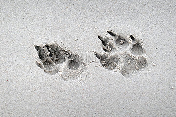 Ustka  Polen  Pfotenabdruecke eines Hundes im Sand