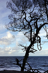 Ustka  Polen  Silhouette: Frau sitzt am Strand auf dem Ast eines Baumes