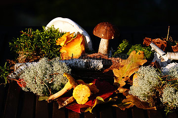 Dranse  Deutschland  Moos  Birkenholz  Eichenblatt und verschiedene Pilzsorten liegen auf einem Holzbrett