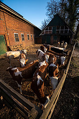 Deutschland  Heidenau - Jungbullen draussen im Gatter eines Bauernhofs