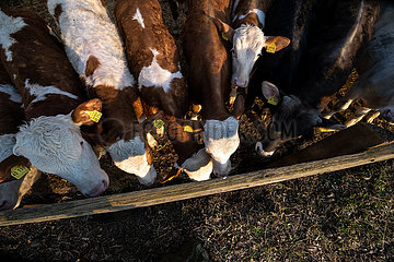 Deutschland  Heidenau - Jungbullen draussen im Gatter eines Bauernhofs