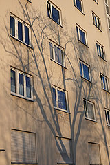 Berlin  Deutschland  Schatten eines blattlosen Baumes auf einer Hausfassade