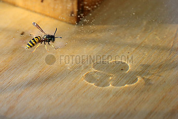 Neuenhagen  Deutschland  Wespe steht in einer Bienenbeute auf einer Zuckerloesung