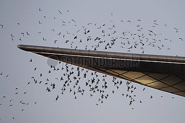 Dubai  Vereinigte Arabische Emirate  Tauben fliegen von einem Dach herunter
