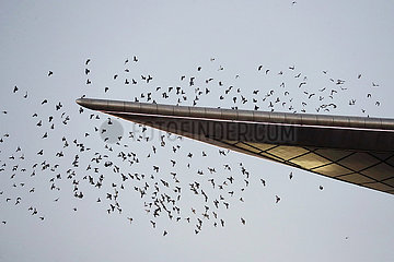 Dubai  Vereinigte Arabische Emirate  Tauben fliegen von einem Dach herunter