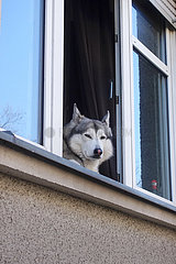 Berlin  Deutschland  Siberian Husky schaut aus einem offenen Fenster