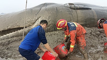 China-Zhejiang-gestrande Wal-Rettung (CN)