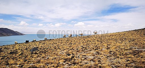 (Intibet) China-Tibet-Ökologie-Umweltschutz (CN)