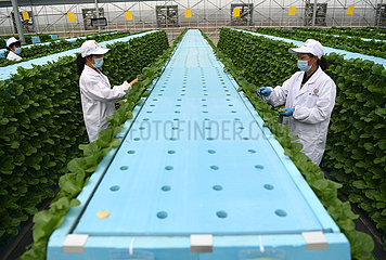 China-Anhui-Hefei-Feidong-Smart Greenhouse (CN)