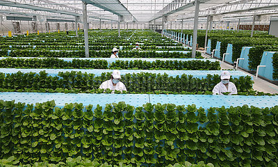 China-Anhui-Hefei-Feidong-Smart Greenhouse (CN)