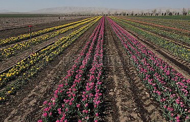 Truthahn-Konya-Tulips