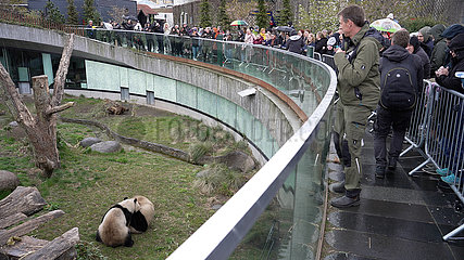Dänemark-Copenhagen-Zoo-Panda-Paarung