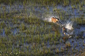 Botswana  Okavango delta  red lechwe in the swamp