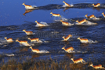 Botswana  Okavango delta  cobe lechwe runing in the water
