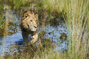 Botswana  Okavango delta  lion in the swanp