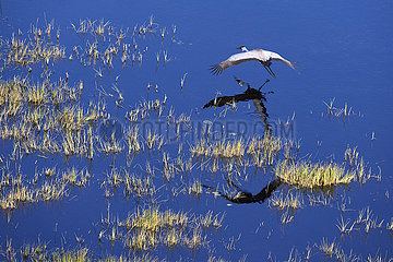 Botswana  Okavango delta  wattled crane in the swamp