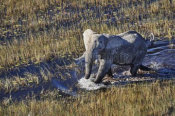 Botswana  Okavango delta  elephant in the swanp