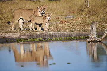 Botswana  Okavango delta  lioness with a cub close to the water