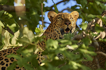 Botswana  Okavango delta  leopard in a tree