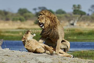 Botswana  Okavango delta  lions couple