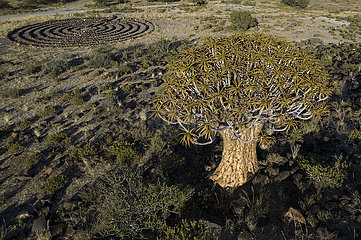 Namibia-Quiver Tree Park