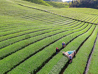 #China-Beinging of Summer-Agriculture (CN)