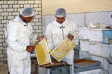 Ägypten-beheira-Honig-Produktionsstart