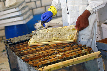 Ägypten-beheira-Honig-Produktionsstart