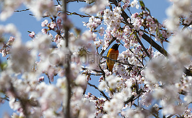 Kanada-Toronto-Cherry Blossom