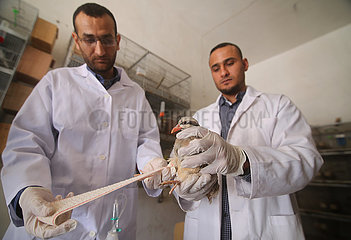 Midost-Gaza-Rafah-Veterinarian