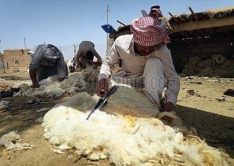 Irak-Baghdad-Sheep-Scher