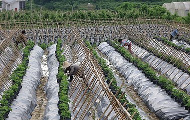 #China-Summer-Farming (CN)