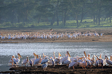 Kenia-Nakuru-Welt-Migrationsvogeltag