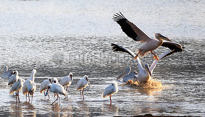 Kenia-Nakuru-Welt-Migrationsvogeltag