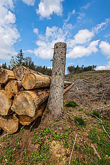 Waldsterben im Sauerland  Trockenheit und Borkenkaefer schaedigen die Fichtenbaeume im Nadelwald  Hilchenbach  Nordrhein-Westfalen  Deutschland