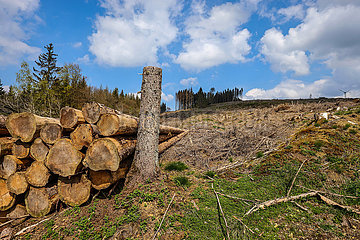 Waldsterben im Sauerland  Trockenheit und Borkenkaefer schaedigen die Fichtenbaeume im Nadelwald  Hilchenbach  Nordrhein-Westfalen  Deutschland