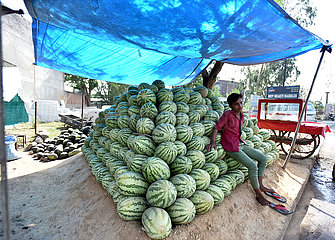 Kashmir-Jammu-Watermelon-Selling