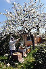 Neuenhagen  Deutschland  Imker kontrolliert unter einem bluehenden Kirschbaum die Waben seiner Bienenvoelker