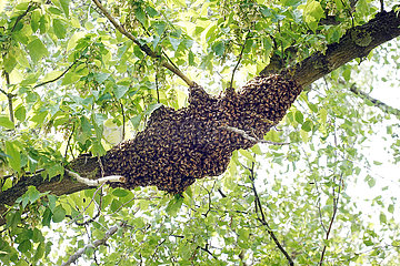 Berlin  Deutschland  Bienenschwarm haengt als Traube in einem Lindenbaum