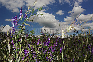 Teltow  Deutschland  violette Wicken an einem Gerstenfeld
