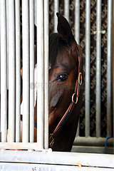 Doha  Pferd schaut durch die Gitterstaebe seiner Box