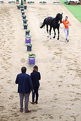 Doha  Pferd wird beim Vet-Check vorgetrabt