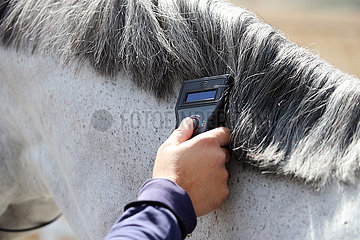 Doha  Detailaufnahme: Identitaet eines Pferdes wird mit einem Mikrochiplesegeraet ueberprueft