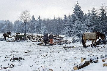 Frauenwald  Deutsche Demokratische Republik  Forstarbeiter und Holzrueckepferde im verschneiten Wald bei der Arbeit