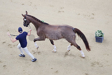 Doha  Pferd wird beim Vet-Check vorgetrabt